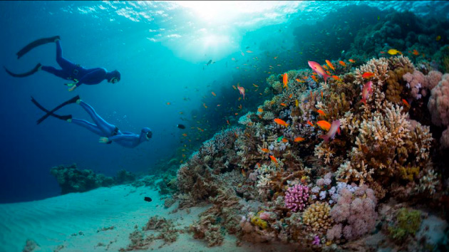 Photo de fonds marins en Martinique