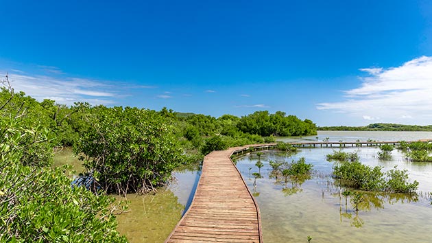 Le quai de la mangrove 