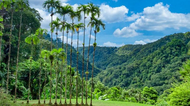 Le jardin de Balata