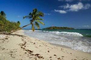 Palmier au bord de la plage des Salines en Martinique