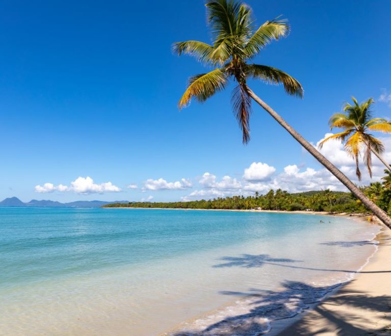 Jolie plage avec un palmier