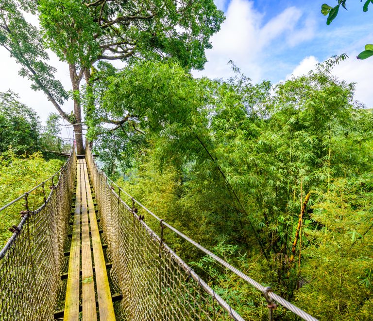 Paysage vert dans une forêt avec un pont en bois.