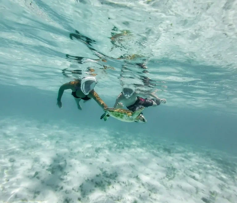 Les plus beaux fonds marins de Martinique : plongée et snorkeling
