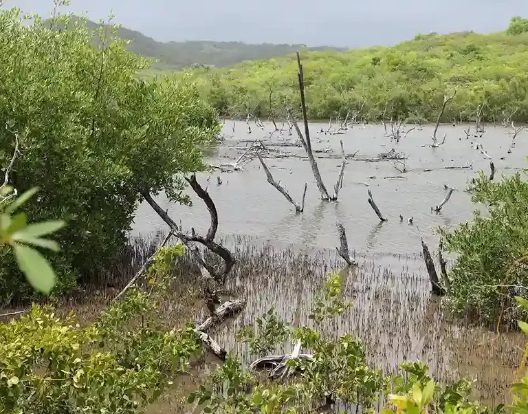 Les mangroves de Sainte-Anne, Martinique : un écosystème fascinant à préserver