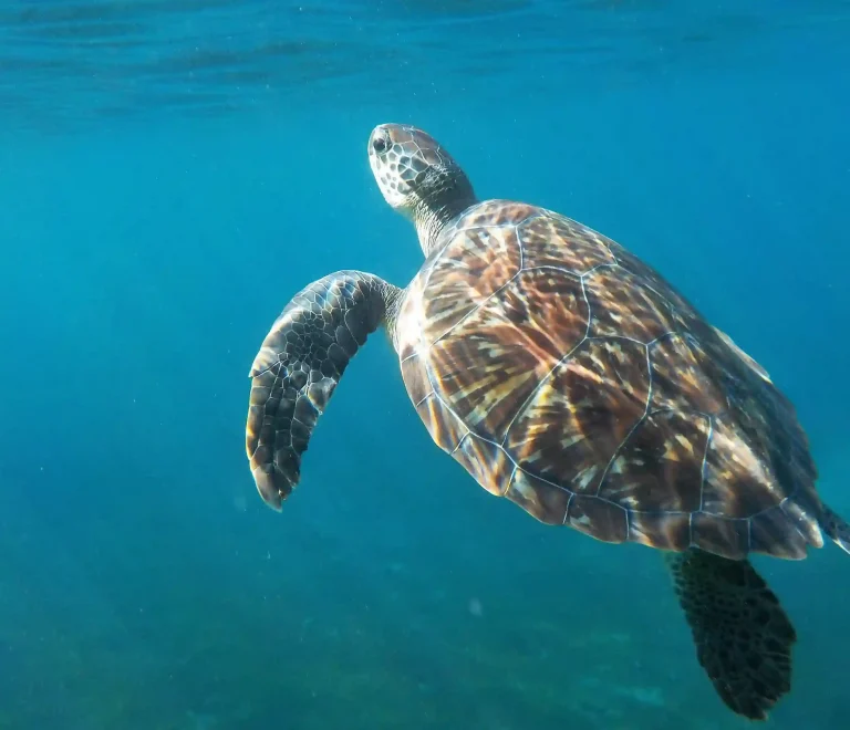 Plongée et snorkeling à Sainte-Anne : les meilleurs spots sous-marins