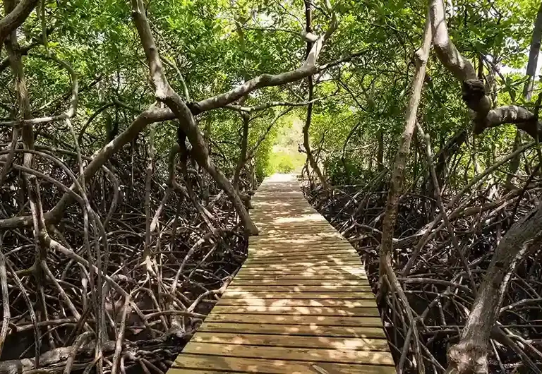 Les Meilleurs Spots pour la Randonnée Aquatique en Martinique